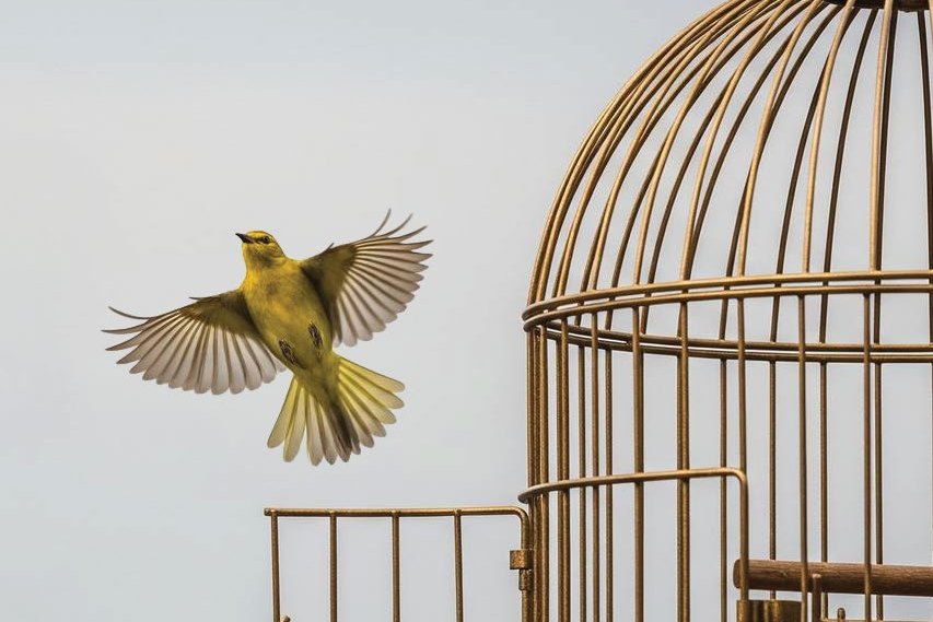 Inner freedom after parental alienation — a bird flying free from an open cage