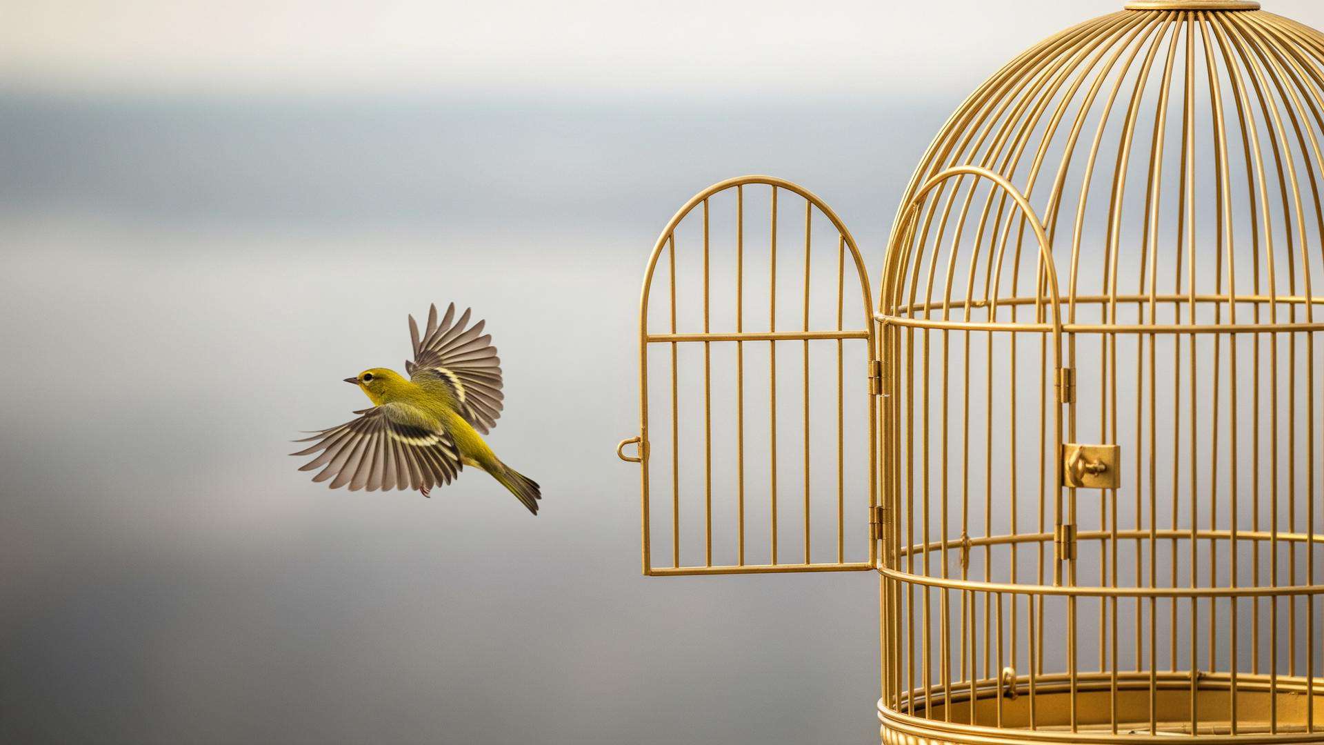 Bird flying free from an open golden cage — FAQ about Love Over Exile